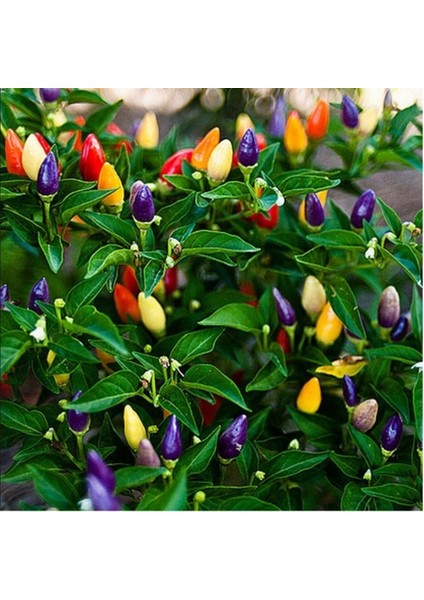 50 Adet Süs Cin Biberi Tohumu + Tohum