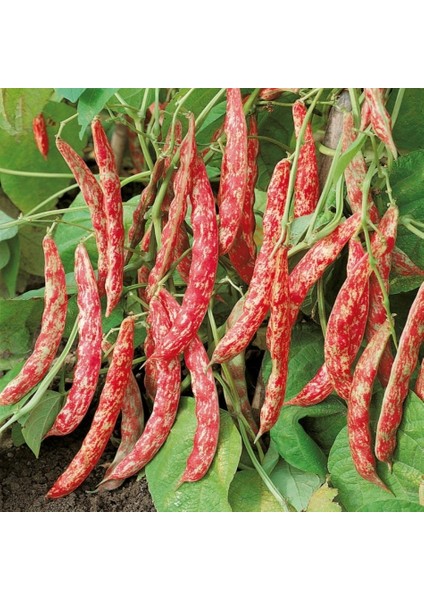 100 Adet Sırık Barbunya Tohumu + Tohum