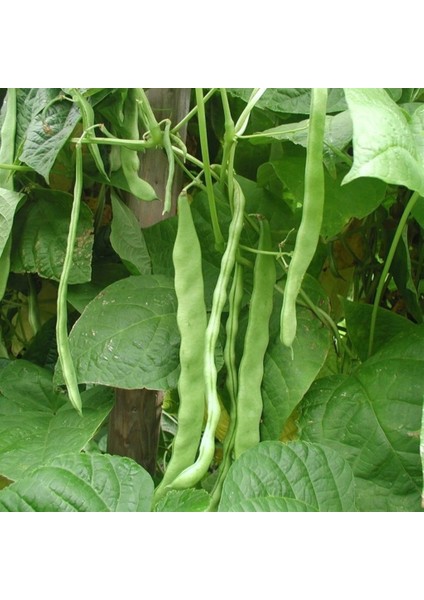 50 Adet Taze Fasulye Sırık Öz Ayşe Tohumu + Tohum