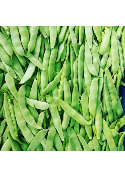 50 Adet Taze Fasulye Sırık Öz Ayşe Tohumu + Tohum fiyatları