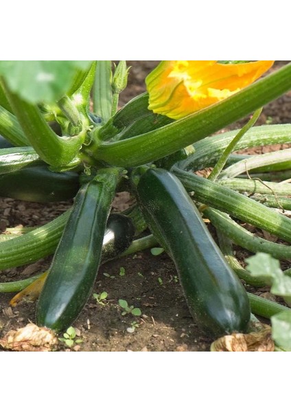 20 Adet Siyah Kabak Tohumu + Tohum