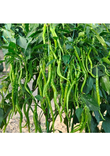 500 Adet Tatlı Kıl Sivri Biber Tohumu + Tohum