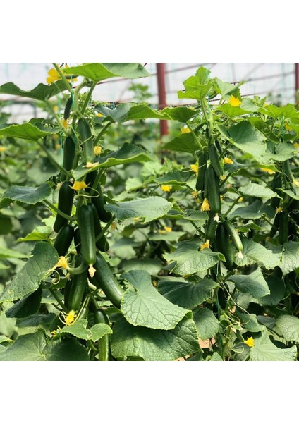 30 Adet Silor Badem F1 Sırık Salatalık Tohumu + Tohum