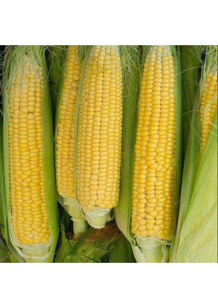 500 Adet Tatlı Mısır Tohumu + Tohum