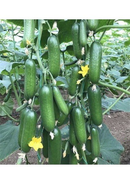 30 Adet Silor Badem F1 Sırık Salatalık Tohumu + Tohum fiyatları