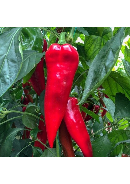 20 Adet Kırmızı Kapya Biber Tohumu + Tohum