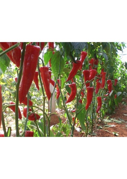 20 Adet Kırmızı Kapya Biber Tohumu + Tohum modelleri