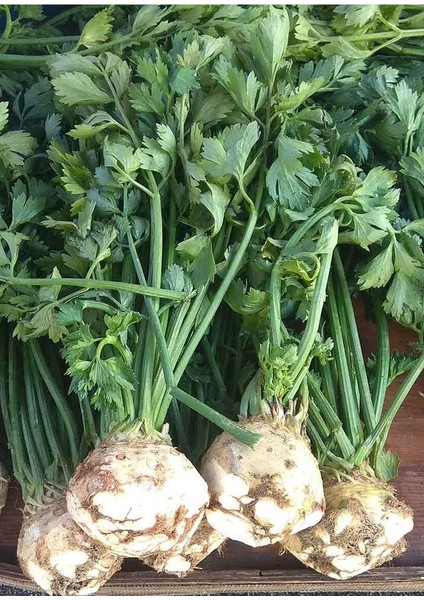 20 Adet Kereviz Tohumu + Tohum