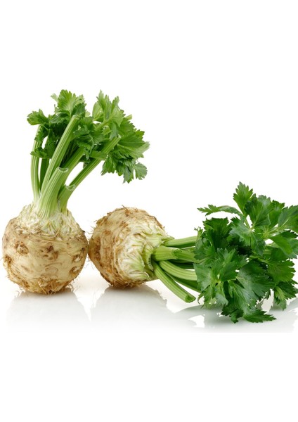 20 Adet Kereviz Tohumu + Tohum fiyatları