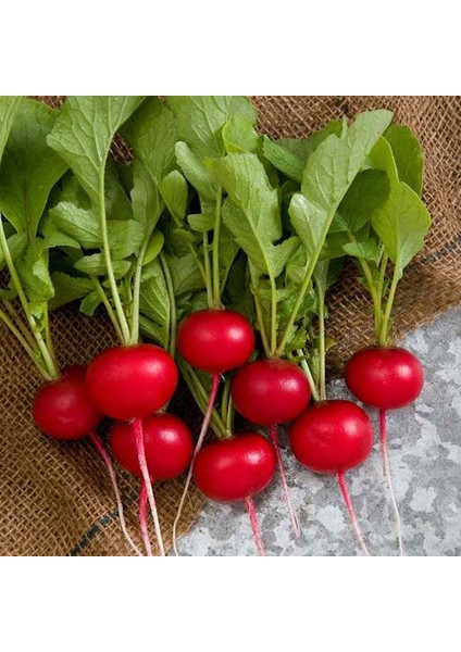 10 Adet Fındık Turp Tohumu + Tohum