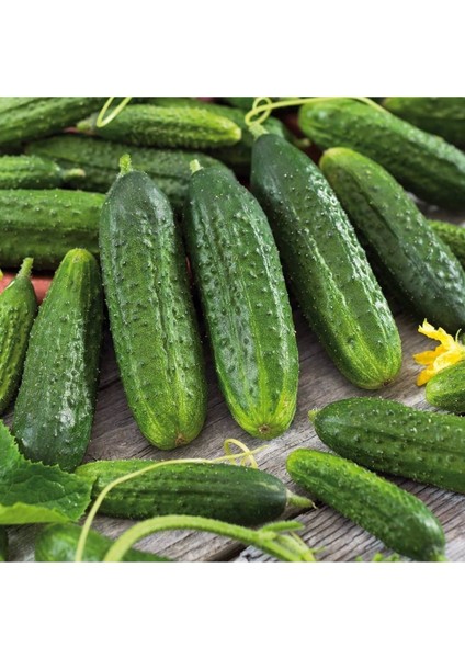 10 Adet Kornişon Salatalık Turşuluk Tohumu + Tohum