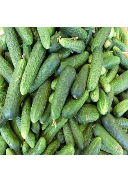 10 Adet Kornişon Salatalık Turşuluk Tohumu + Tohum fiyatları