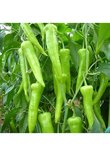 10 Adet Çarliston Biberi Tohumu + Tohum