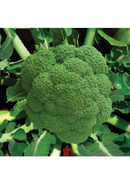 10 Adet Brokoli Brocoli Tohumu + Tohum