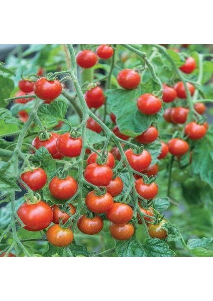 10 Adet Çeri Domatesi Cherry Tohumu + Tohum