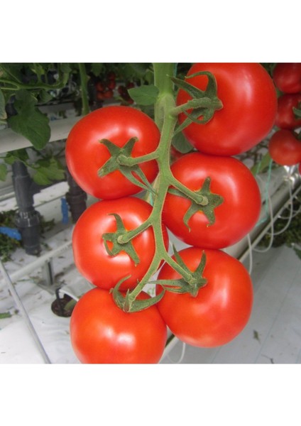 10 Adet Falcon Domates Tohumu + Tohum fiyatları