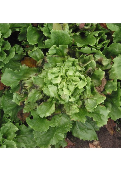 10 Adet Hindiba Otu Güneyik Tohumu + Tohum