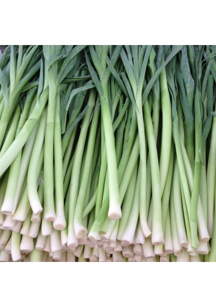 10 Adet Inegöl Pırasa Tohumu + Tohum