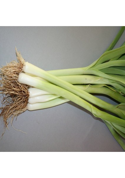 10 Adet Inegöl Pırasa Tohumu + Tohum fiyatları