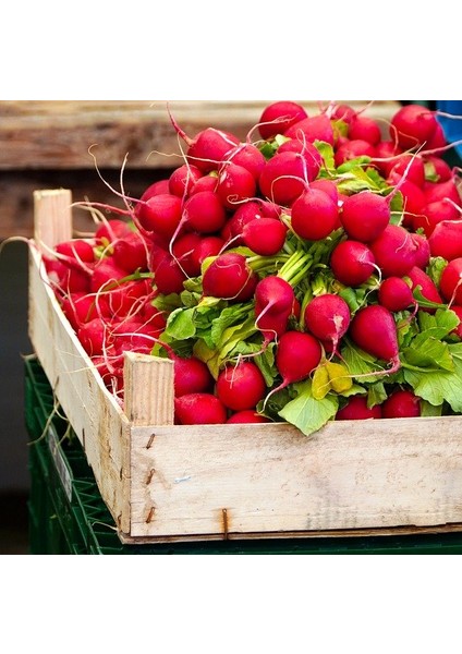 10 Adet Kırmızı Fındık Turp Tohumu + Tohum