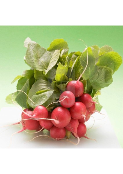 10 Adet Kırmızı Fındık Turp Tohumu + Tohum fiyatları