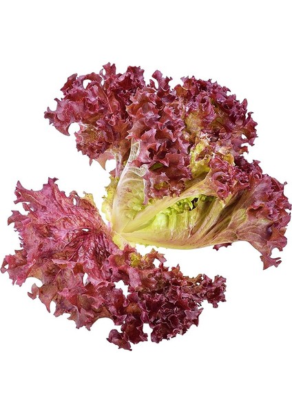 10 Adet Kırmızı Kıvırcık Marul Tohumu + Tohum fiyatları