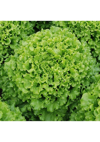 10 Adet Kıvırcık Marul Tohumu + Tohum