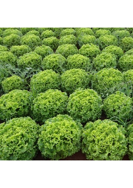 10 Adet Kışlık Kıvırcık Marul Tohumu + Tohum