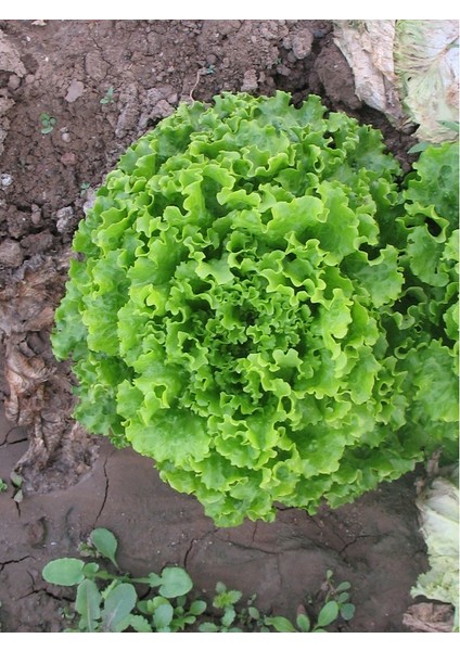 10 Adet Kışlık Kıvırcık Marul Tohumu + Tohum fiyatları