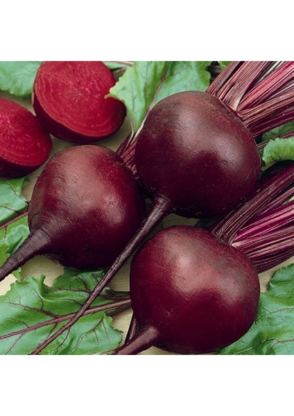 10 Adet Kırmızı Pancar Tohumu + Tohum