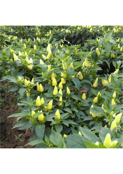 10 Adet Cin Biber Konik Tohumu + Tohum fiyatları