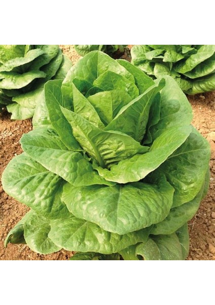 40 Adet Paris island Marul Tohumu Tohum