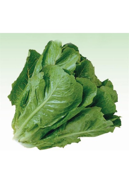 40 Adet Paris island Marul Tohumu Tohum fiyatları