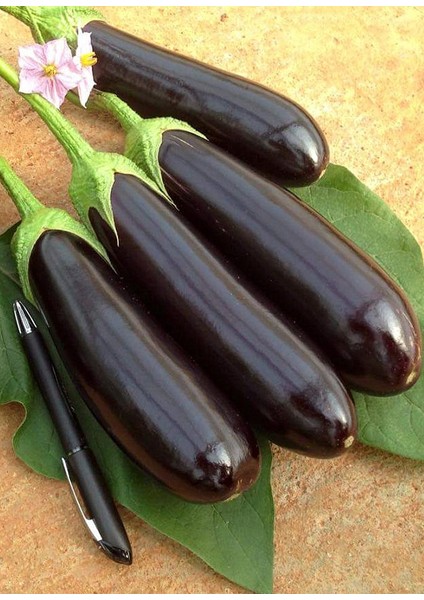 10 Adet Patlıcan Aydın Siyahı Tohumu + Tohum