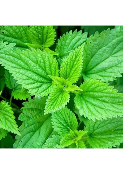 40 Adet Isırgan Otu Tohumu + Tohum