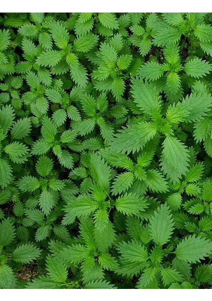 40 Adet Isırgan Otu Tohumu + Tohum fiyatları