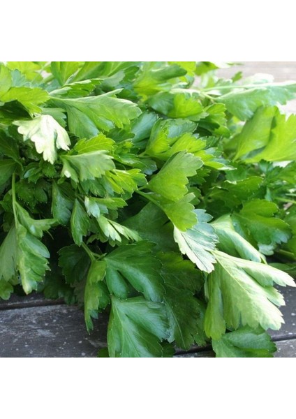 10 Adet D'giant Italiana Maydanoz Tohumu + Tohum
