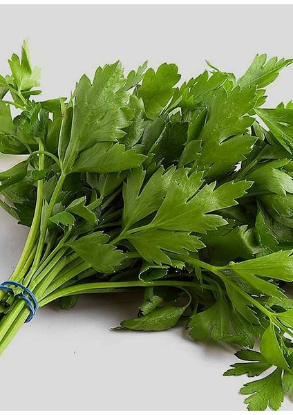 10 Adet D'giant Italiana Maydanoz Tohumu + Tohum fiyatları