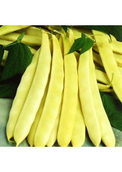 10 Adet Hanımeli Turşuluk Fasulye Tohumu + Tohum