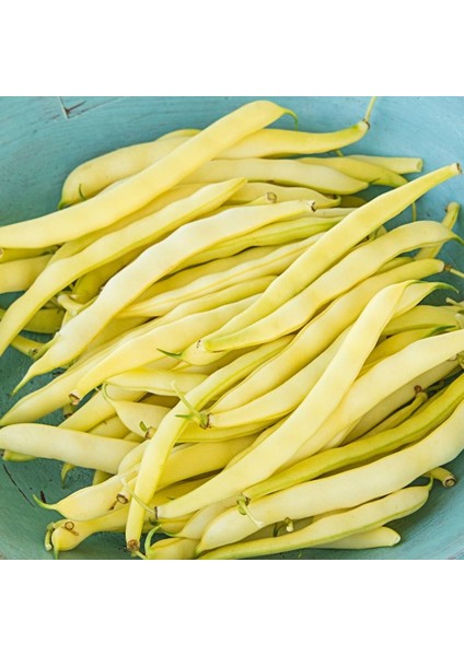 10 Adet Hanımeli Turşuluk Fasulye Tohumu + Tohum fiyatları