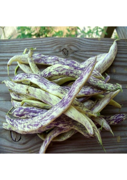 10 Adet Adet Çilli Kız Fasulye Tohumu + Tohum fiyatları