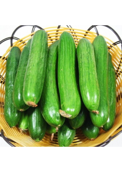 10 Adet Beith Alpha Salatalık Hıyar Tohumu + Tohum