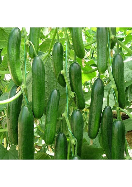 10 Adet Beith Alpha Salatalık Hıyar Tohumu + Tohum fiyatları