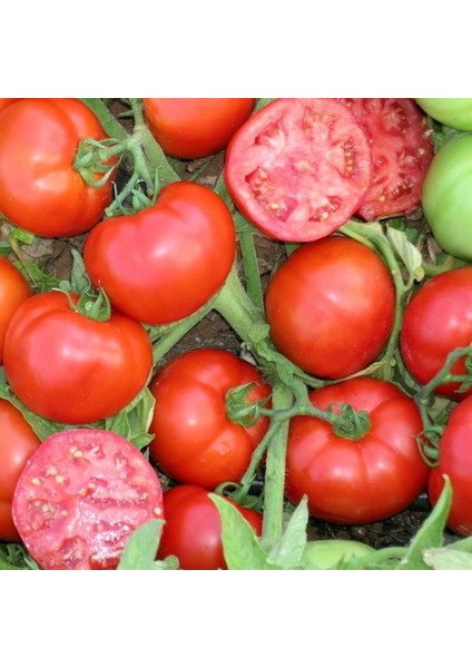 10 Adet Domates Oturak Hibrit F1 Tohumu + Tohum