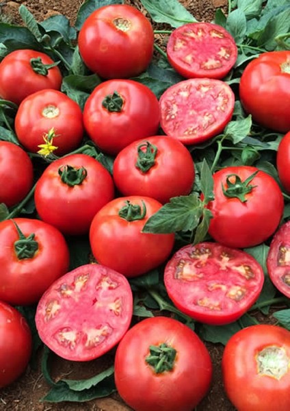 10 Adet Domates Oturak Hibrit F1 Tohumu + Tohum fiyatları