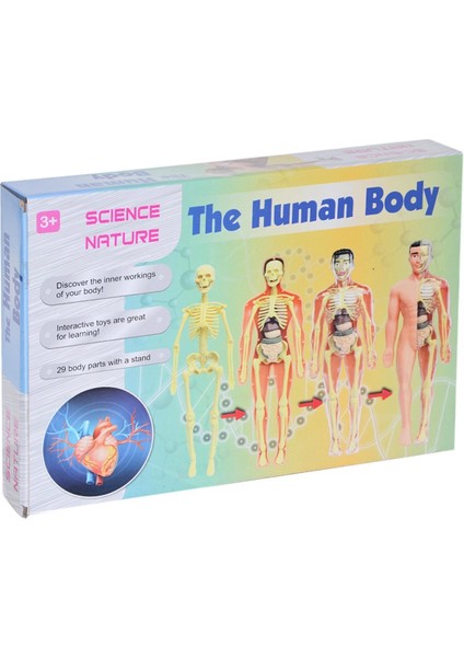 KZL-3302 Iskelet - The Human Body / +3 Yaş fiyatları