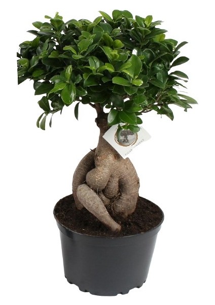 Bonsai Ficus Ginseng 20CM