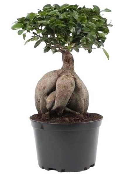 Bonsai Ficus Ginseng 20CM fiyatları