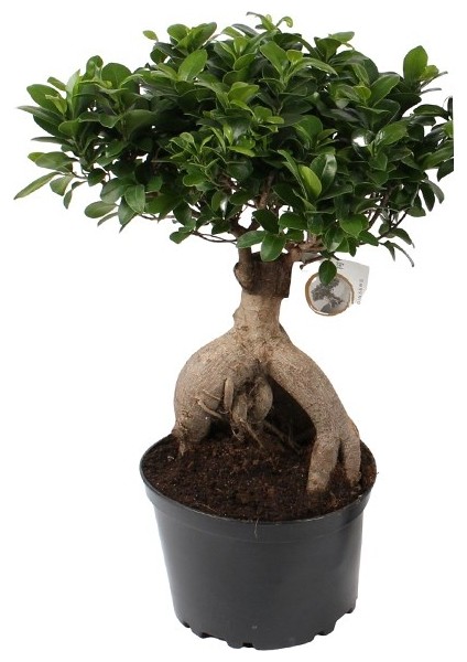 Bonsai Ficus Ginseng 20CM modelleri