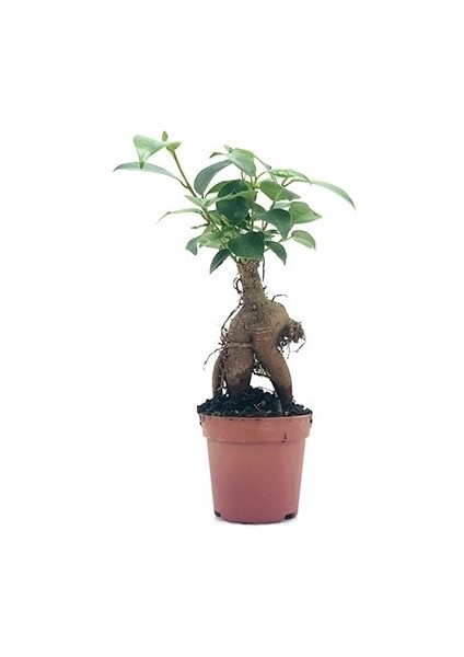 Bonsai Ficus Ginseng Mini 10-15CM